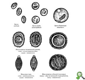 Цисты патогенные кишечных простейших и яйца гельминтов - рис.1